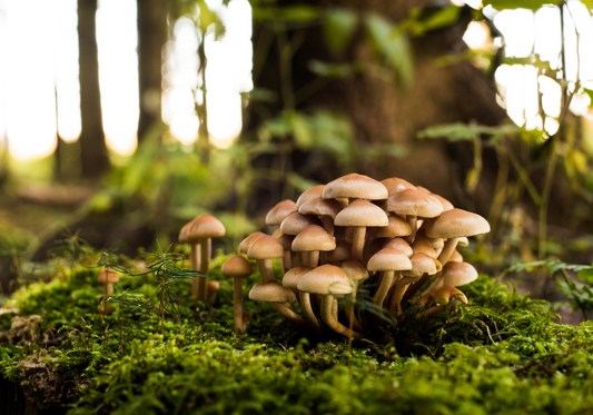 The Ultimate Guide to Growing Mushrooms at Home